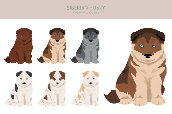Siberian Husky Puppy Clipart All Coat Colors Set All Dog — Stock Vector