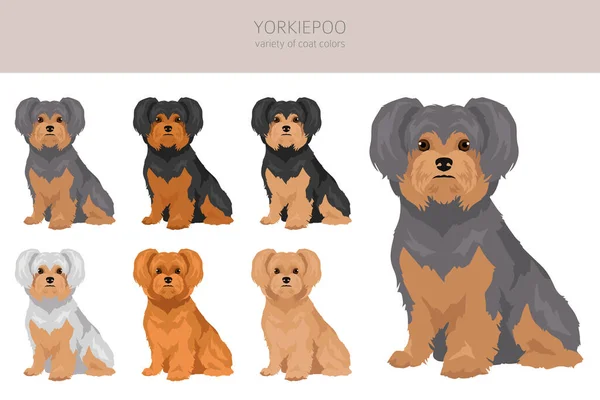 Yorkiepoo Clipart Yorkshire Terrier Poodle Mix Diversi Colori Cappotto Impostati — Vettoriale Stock