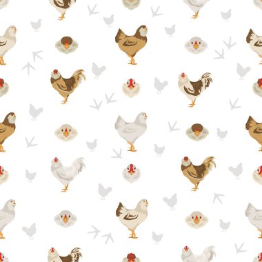 Australorp tavuğu kusursuz bir desen oluşturur. Kümes hayvanları ve çiftlik hayvanları. Farklı renkler ayarlandı. Vektör illüstrasyonu