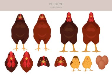 Buckeye tavuğu çiftleşir. Kümes hayvanları ve çiftlik hayvanları. Farklı renkler ayarlandı. Vektör illüstrasyonu