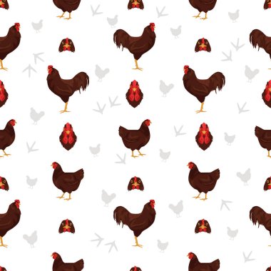 Buckeye tavuğu kusursuz bir desen oluşturur. Kümes hayvanları ve çiftlik hayvanları. Farklı renkler ayarlandı. Vektör illüstrasyonu