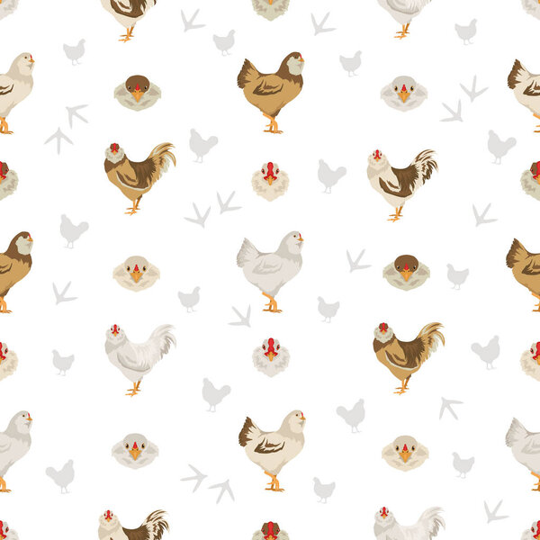 Australorp Chicken breeds seamless pattern. Poultry and farm animals. Different colors set.  Vector illustration