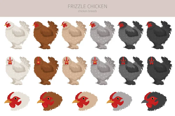 Frizzle Chicken Breeds Clipart Poultry Farm Animals Different Colors Set — Stock Vector