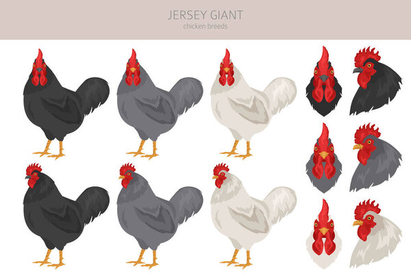Jersey Giant Chicken breeds clipart. Poultry and farm animals. Different colors set.  Vector illustration