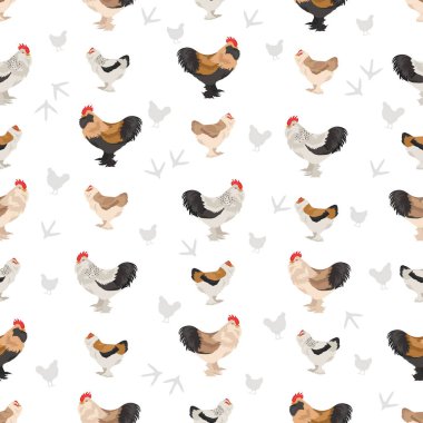 Faverolles tavuğu kusursuz bir kalıptır. Kümes hayvanları ve çiftlik hayvanları. Farklı renkler ayarlandı. Vektör illüstrasyonu