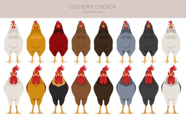 Leghorn tavuğu tırnak üretir. Kümes hayvanları ve çiftlik hayvanları. Farklı renkler ayarlandı. Vektör illüstrasyonu