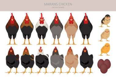 Marans tavuğu çiftleşir. Kümes hayvanları ve çiftlik hayvanları. Farklı renkler ayarlandı. Vektör illüstrasyonu