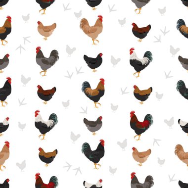 Marans tavuğu kusursuz bir desen oluşturur. Kümes hayvanları ve çiftlik hayvanları. Farklı renkler ayarlandı. Vektör illüstrasyonu