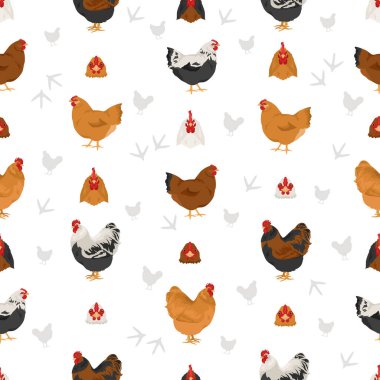 Orpington tavuğu kusursuz bir desen oluşturur. Kümes hayvanları ve çiftlik hayvanları. Farklı renkler ayarlandı. Vektör illüstrasyonu