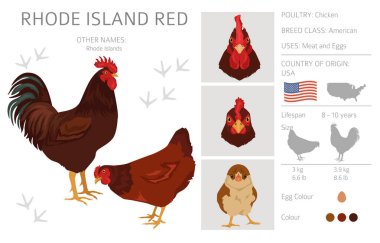 Rhode Island 'lı Red Chicken, yeni üyeler üretir. Kümes hayvanları ve çiftlik hayvanları. Farklı renkler ayarlandı. Vektör illüstrasyonu