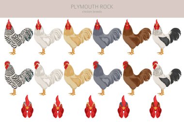 Plymouth Kaya Tavuğu zirveye ulaşır. Kümes hayvanları ve çiftlik hayvanları. Farklı renkler ayarlandı. Vektör illüstrasyonu