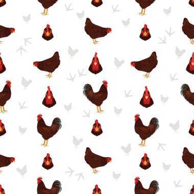 Rhode Island Kırmızı Tavuğu kusursuz bir desen oluşturur. Kümes hayvanları ve çiftlik hayvanları. Farklı renkler ayarlandı. Vektör illüstrasyonu