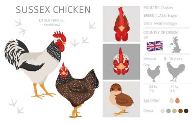 Sussex tavuğu çiftleşir. Kümes hayvanları ve çiftlik hayvanları. Farklı renkler ayarlandı. Vektör illüstrasyonu