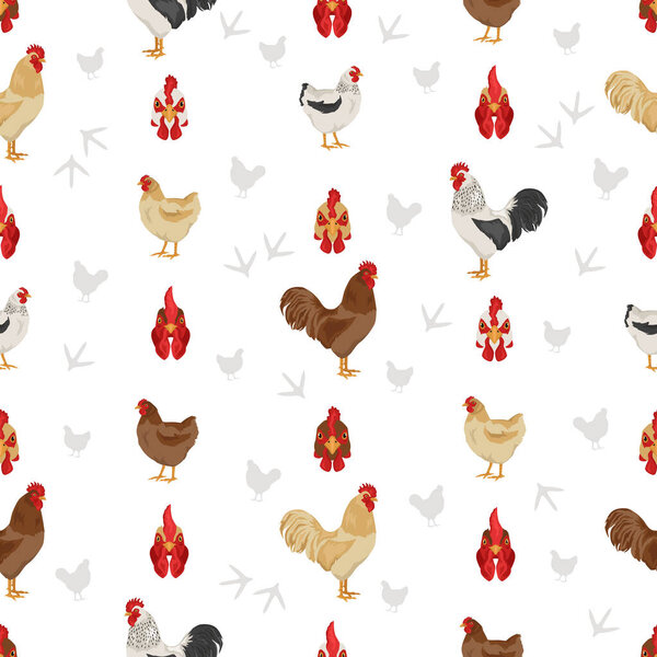 Plymouth Rock Chicken breeds seamless pattern. Poultry and farm animals. Different colors set.  Vector illustration