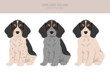 Av Köpeği Klibi 'ni izle. Tüm ceket renkleri ayarlandı. Bütün köpekler karakteristik bilgileri çoğaltır. Vektör illüstrasyonu