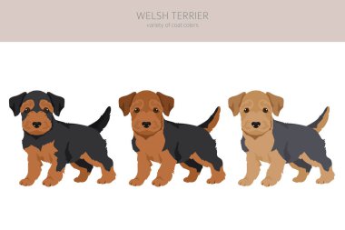 Galli teriyer köpek yavrusu kırpması. Farklı pozlar, farklı renkler. Vektör illüstrasyonu