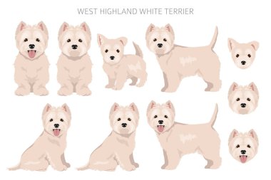 West Highland White Terrier klibi. Farklı pozlar, farklı renkler. Vektör illüstrasyonu