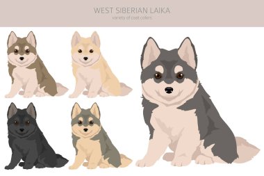 Batı Sibirya Laika köpek yavrusu. Tüm ceket renkleri ayarlandı. Bütün köpekler karakteristik bilgileri çoğaltır. Vektör illüstrasyonu