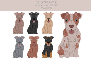 Xoloitzcuintle, Meksikalı tüysüz köpek yavrusu klipsi. Farklı pozlar, farklı renkler. Vektör illüstrasyonu