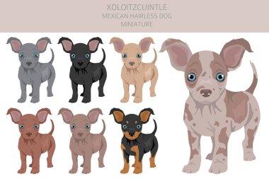 Xoloitzcuintle, Meksikalı tüysüz köpek maketi. Farklı pozlar, farklı renkler. Vektör illüstrasyonu