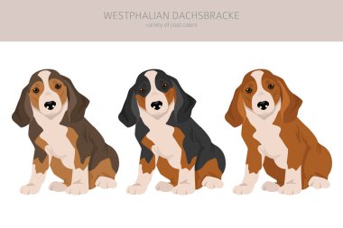 Westphalian dachsbracke köpek yavrusu klipsi. Tüm ceket renkleri ayarlandı. Bütün köpekler karakteristik bilgileri çoğaltır. Vektör illüstrasyonu