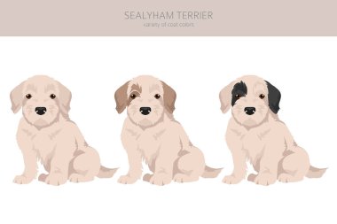 Sealyham Teriyeri köpek yavruları kesiliyor. Farklı pozlar, farklı renkler. Vektör illüstrasyonu
