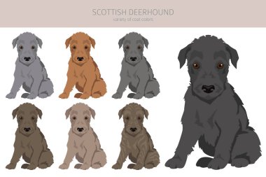 İskoç Deerhound kuklaları. Farklı pozlar, farklı renkler. Vektör illüstrasyonu