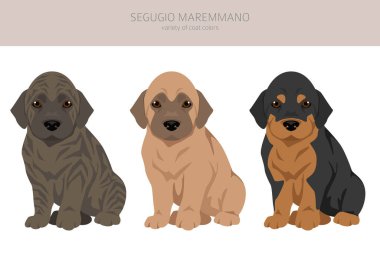 Segugio Maremmano kuklaları. Tüm ceket renkleri ayarlandı. Bütün köpekler karakteristik bilgileri çoğaltır. Vektör illüstrasyonu