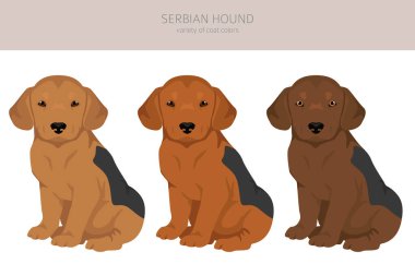 Sırp av köpekleri kırpılıyor. Tüm ceket renkleri ayarlandı. Bütün köpekler karakteristik bilgileri çoğaltır. Vektör illüstrasyonu