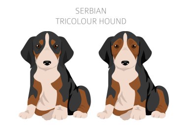Sırp Üç Renkli Tazı köpek yavruları kırpılıyor. Tüm ceket renkleri ayarlandı. Bütün köpekler karakteristik bilgileri çoğaltır. Vektör illüstrasyonu