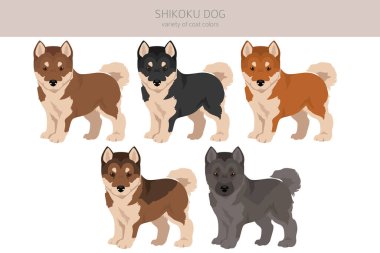 Shikoku köpek yavruları ceket renkleri, farklı pozlar. Vektör illüstrasyonu