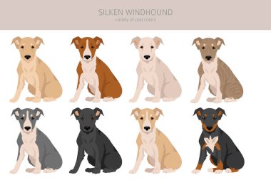 İpek Windhound köpek yavruları kırpışır. Tüm ceket renkleri ayarlandı. Bütün köpekler karakteristik bilgileri çoğaltır. Vektör illüstrasyonu