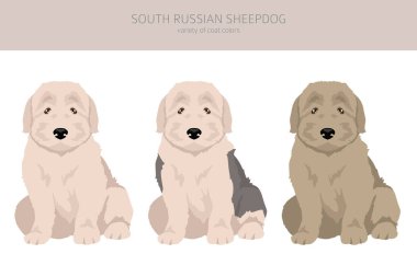 Güney Rus çoban köpeği yavruları. Tüm ceket renkleri ayarlandı. Bütün köpekler karakteristik bilgileri çoğaltır. Vektör illüstrasyonu