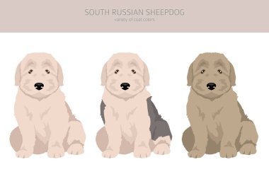 South Russian Sheepdog puppies clipart. All coat colors set.  All dog breeds characteristics infographic. Vector illustration clipart