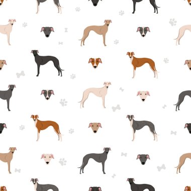 İspanyol Greyhound kusursuz desen. Tüm ceket renkleri ayarlandı. Bütün köpekler karakteristik bilgileri çoğaltır. Vektör illüstrasyonu