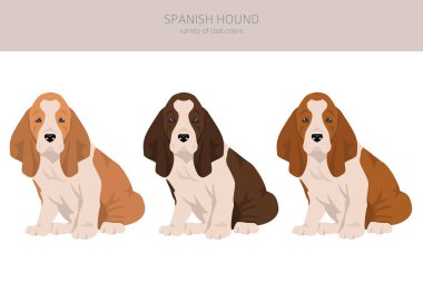 İspanyol av köpekleri kırpışır. Tüm ceket renkleri ayarlandı. Bütün köpekler karakteristik bilgileri çoğaltır. Vektör illüstrasyonu