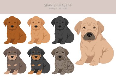 İspanyol Mastiff köpek yavrularının ceket renkleri, farklı pozlar. Vektör illüstrasyonu