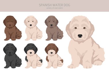 İspanyol su köpekleri köpek kürkü renkleri, farklı pozlar. Vektör illüstrasyonu