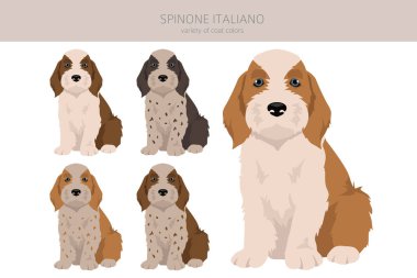 Spinone Italiano köpek yavruları palto renkleri, farklı pozlar. Vektör illüstrasyonu