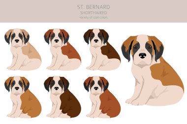 St. Bernard 'da köpek yavrularının paltosunun renkleri kısaltıldı, farklı pozlar verildi. Vektör illüstrasyonu