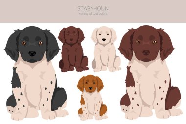 Stabyhoun köpek yavrularının ceket renkleri, farklı pozlar. Vektör illüstrasyonu