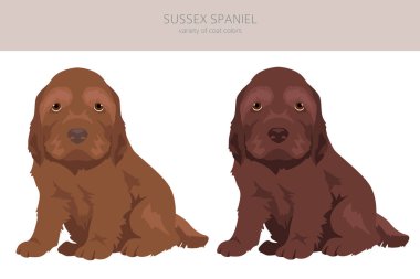 Sussex Spaniel köpek yavrularının ceket renkleri, farklı pozlar. Vektör illüstrasyonu