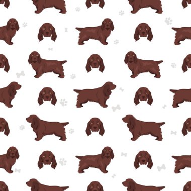 Sussex Spaniel ceket renkleri, farklı pozlar. Vektör illüstrasyonu