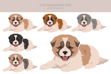 Tayland Bangkaew köpek yavruları. Tüm ceket renkleri ayarlandı. Bütün köpekler karakteristik bilgileri çoğaltır. Vektör illüstrasyonu