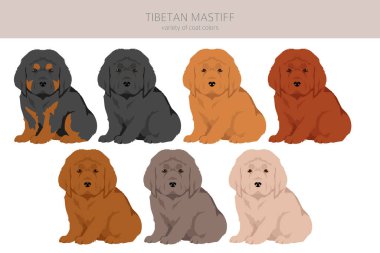 Tibetli mastiff puppies clipart. Farklı pozlar, farklı renkler. Vektör illüstrasyonu