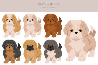 Tibetan spaniel puppies clipart. Different poses, coat colors set.  Vector illustration clipart