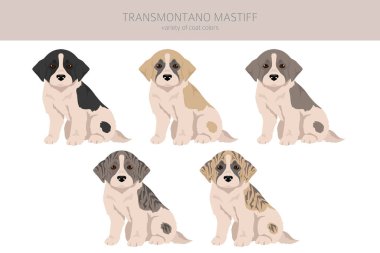 Transmontano Mastiff yavruları. Tüm ceket renkleri ayarlandı. Bütün köpekler karakteristik bilgileri çoğaltır. Vektör illüstrasyonu