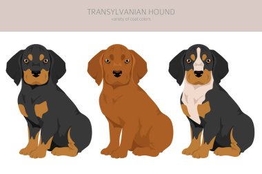 Transilvanya av köpekleri kırpılır. Farklı pozlar, farklı renkler. Vektör illüstrasyonu
