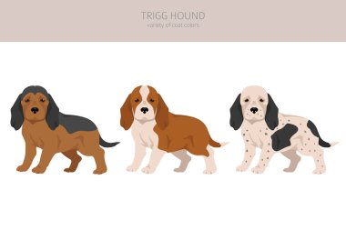 Trigg Hound köpek yavrusu klipsi. Tüm ceket renkleri ayarlandı. Bütün köpekler karakteristik bilgileri çoğaltır. Vektör illüstrasyonu