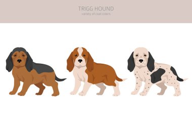 Trigg Hound puppy clipart. All coat colors set.  All dog breeds characteristics infographic. Vector illustration clipart